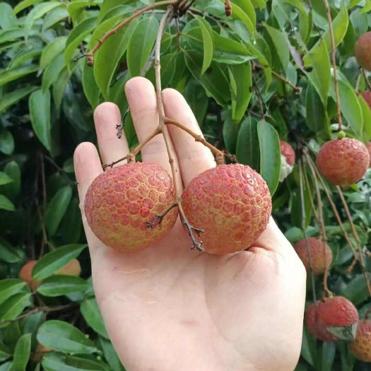 钦州黑叶荔