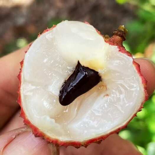 荔枝桂味 糯米糍 香糯 禾枝 团购批发零售电商代发落地配