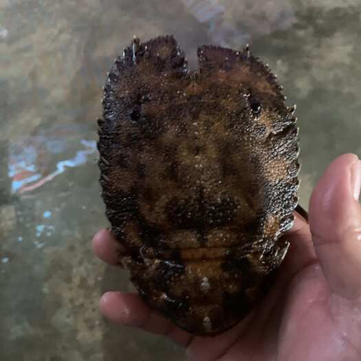 琵琶虾