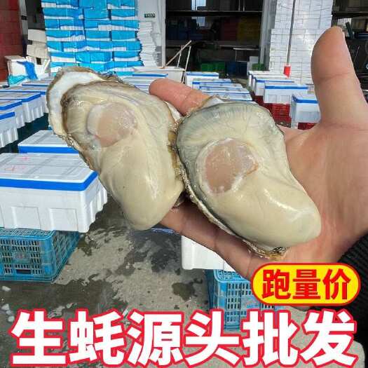 连云港【精品生蚝】小豆 乳山生蚝 水产海蛎子 大量有货常年供应