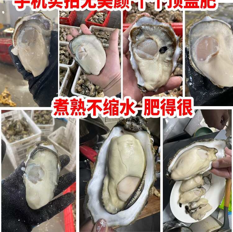 【支持视频验货】山东生蚝实物拍摄一手货源大货供应规格齐全可谈