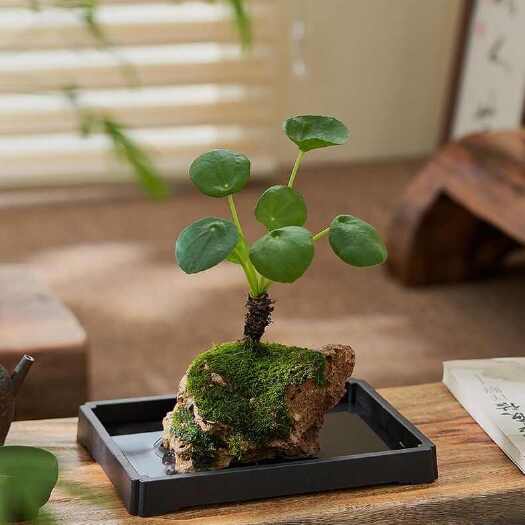 施甸县云南吸水石花盆，适合懒人好养植物等适合的水培绿植的花盆