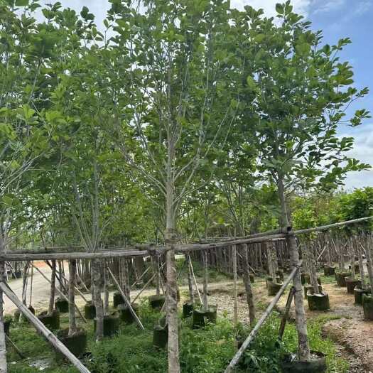 荷花玉兰（紫玉兰）5-8-10-12分支持现场视频