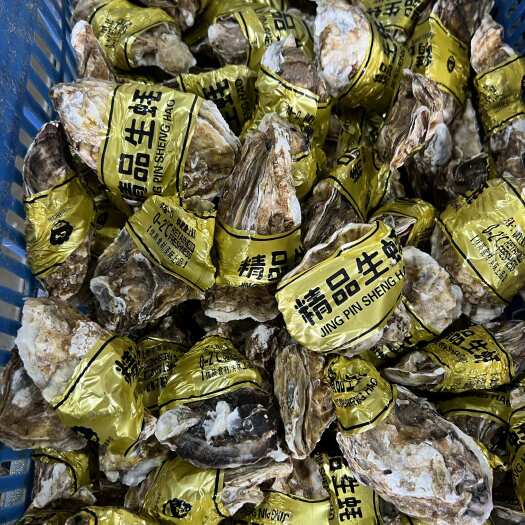 连云港乳山生蚝 大连生蚝 刺身生蚝 牡蛎 两厂发货鲜活优质