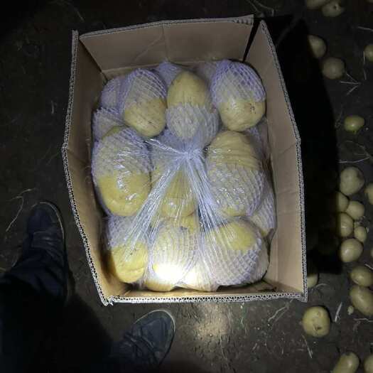 滕州市主要售卖 V7 荷兰 沃土 精品土豆 量大货好 以货论价