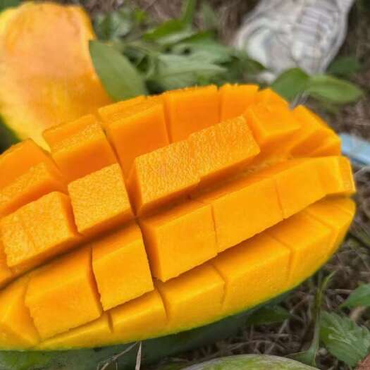 昆明西双版纳大青芒