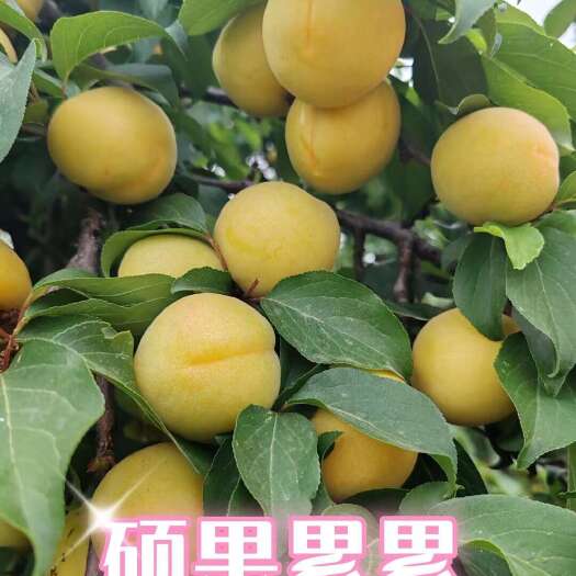 新泰市杏梅