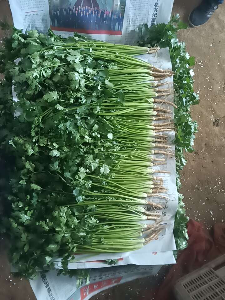 精加工香菜