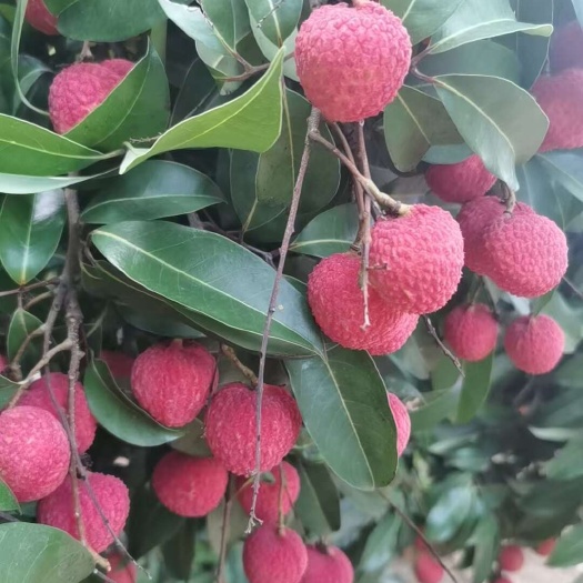 冰荔荔枝