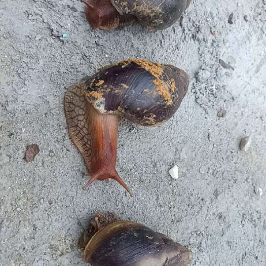 广东，活体东风螺，