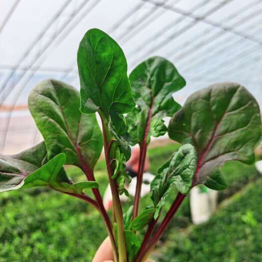 红小菠营养丰富口感不涩，跟普通菠菜是不一样的。