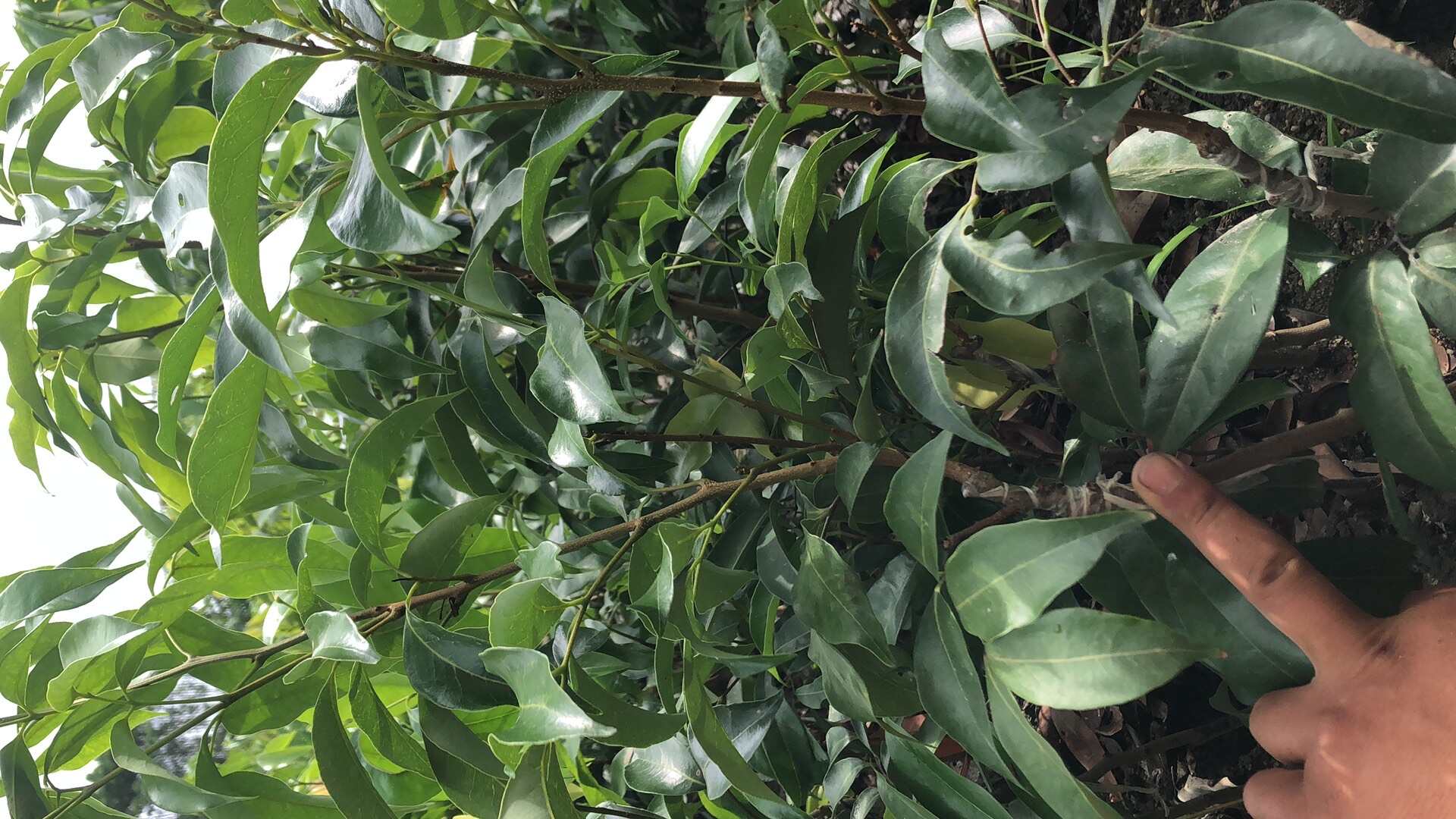 白糖罂荔枝苗