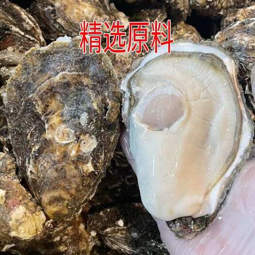 连云港【支持视频验货】山东生蚝实物拍摄一手货源大货供应规格齐全可谈