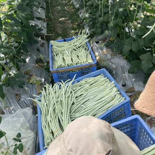 英德市豆角种