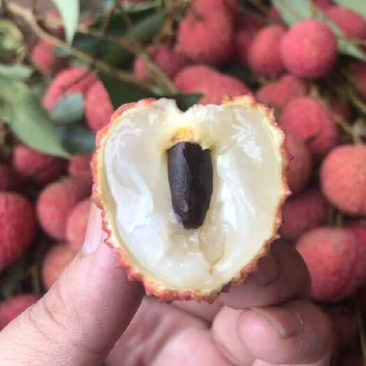 博罗县广东糯米糍桂味荔枝现摘现发产地直供电商代发落地配批发零售