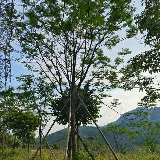 南靖县15公分凤凰木袋苗