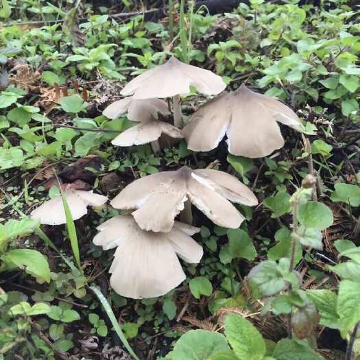 富宁县云南自摘野生鸡纵菌甘甜味美