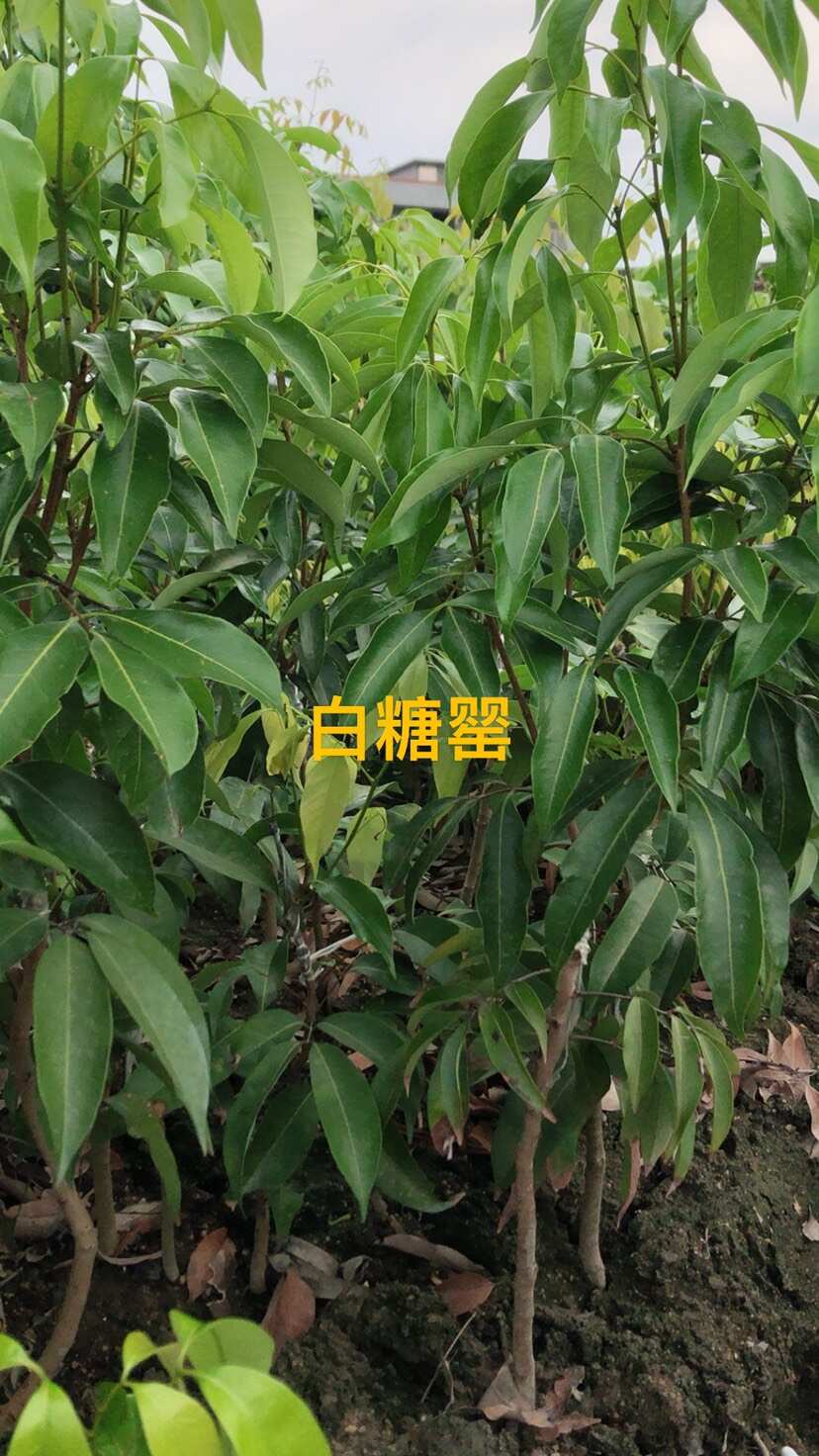 白糖罂荔枝苗