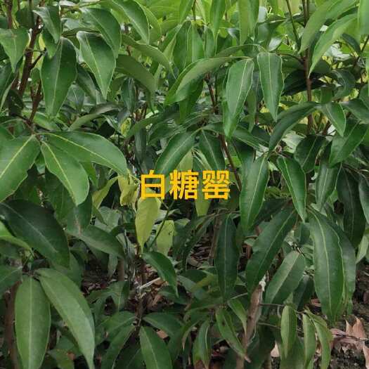 灵山县白糖罂荔枝苗