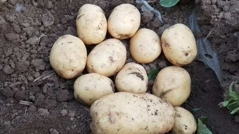 唐山精品土豆