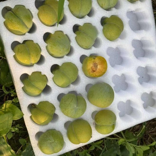 镇宁县蜂糖李