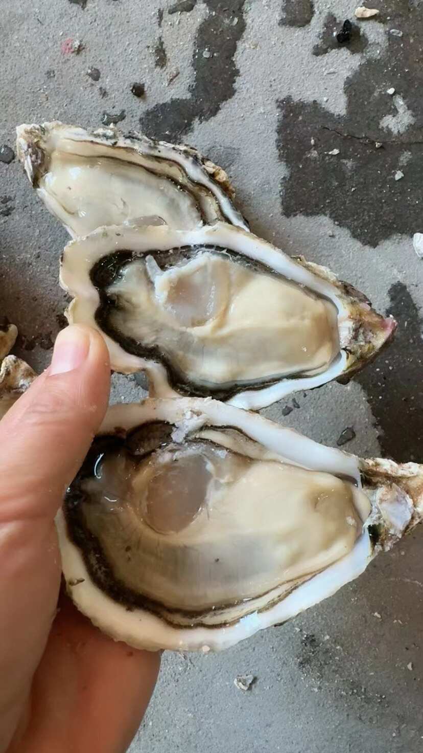 【支持视频验货】山东生蚝实物拍摄一手货源大货供应规格齐全可谈