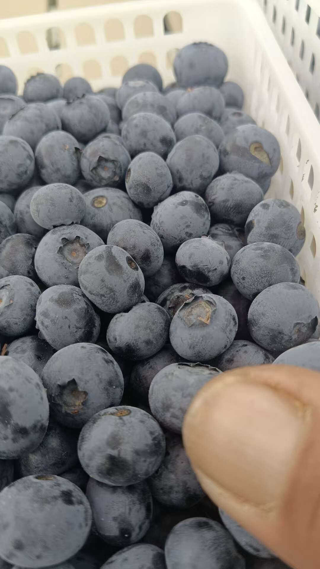 蓝莓