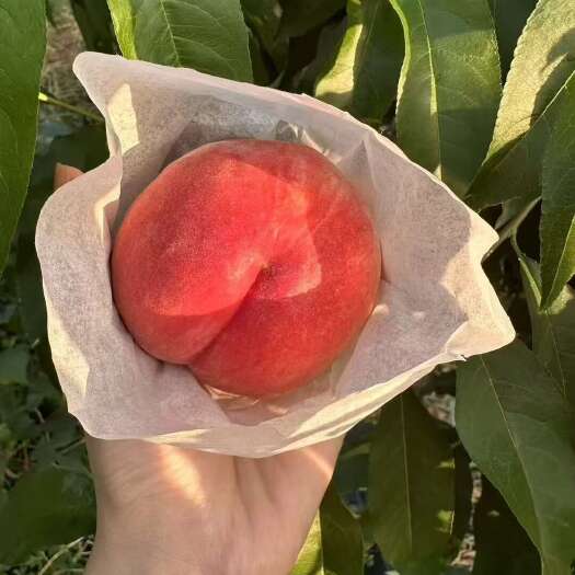 成都凤凰桃