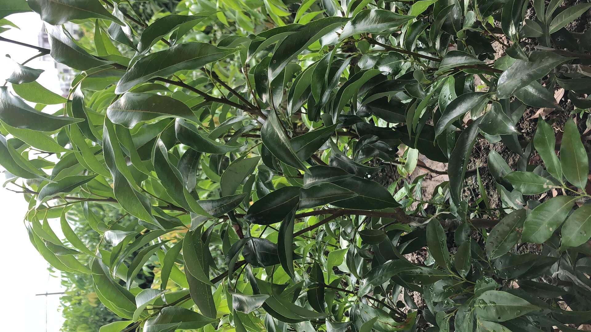 白糖罂荔枝苗