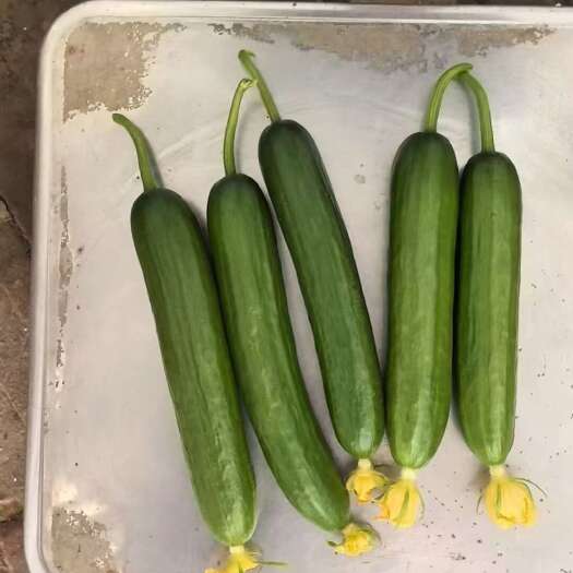 菏泽水果黄瓜 现摘现发