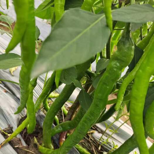 线椒，龙须菜，