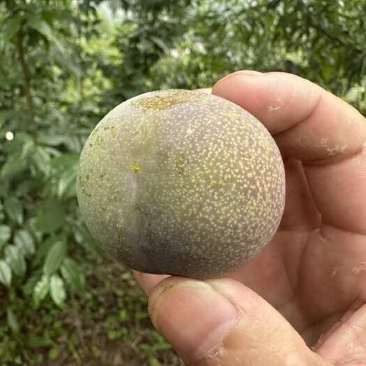 绥江县绥江半边红李子 精品果40-50mm 泡沫箱包装 坏损坏包赔
