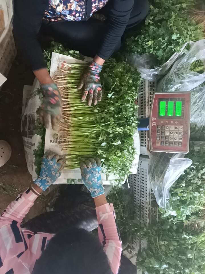 精加工香菜