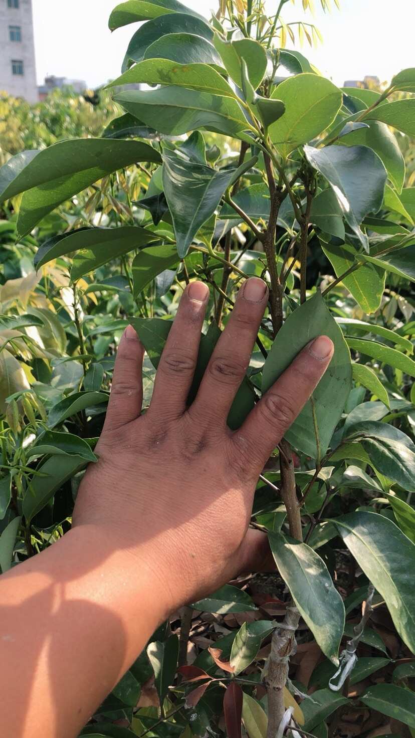 白糖罂荔枝苗