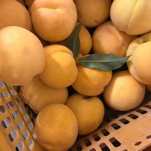 当季新鲜黄桃，对接团购，一件代发