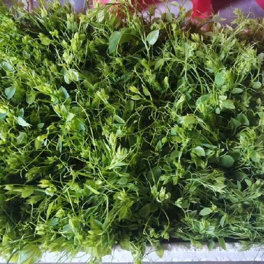 百色广西特产赤苍藤姑娘菜龙须菜