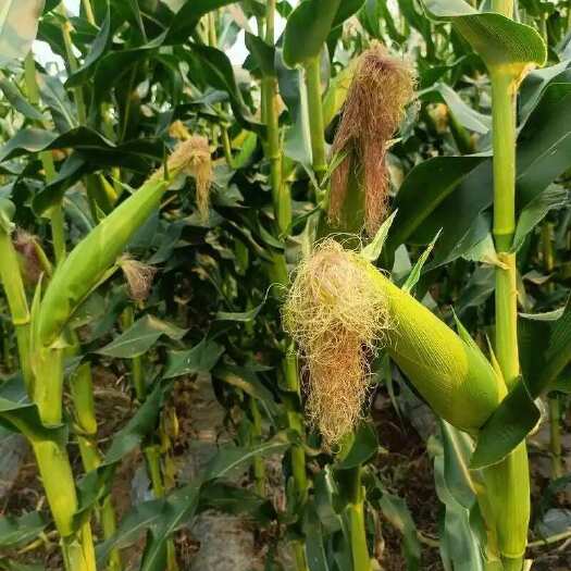 泰安自家种植4亩地鲜玉米，求批量收购