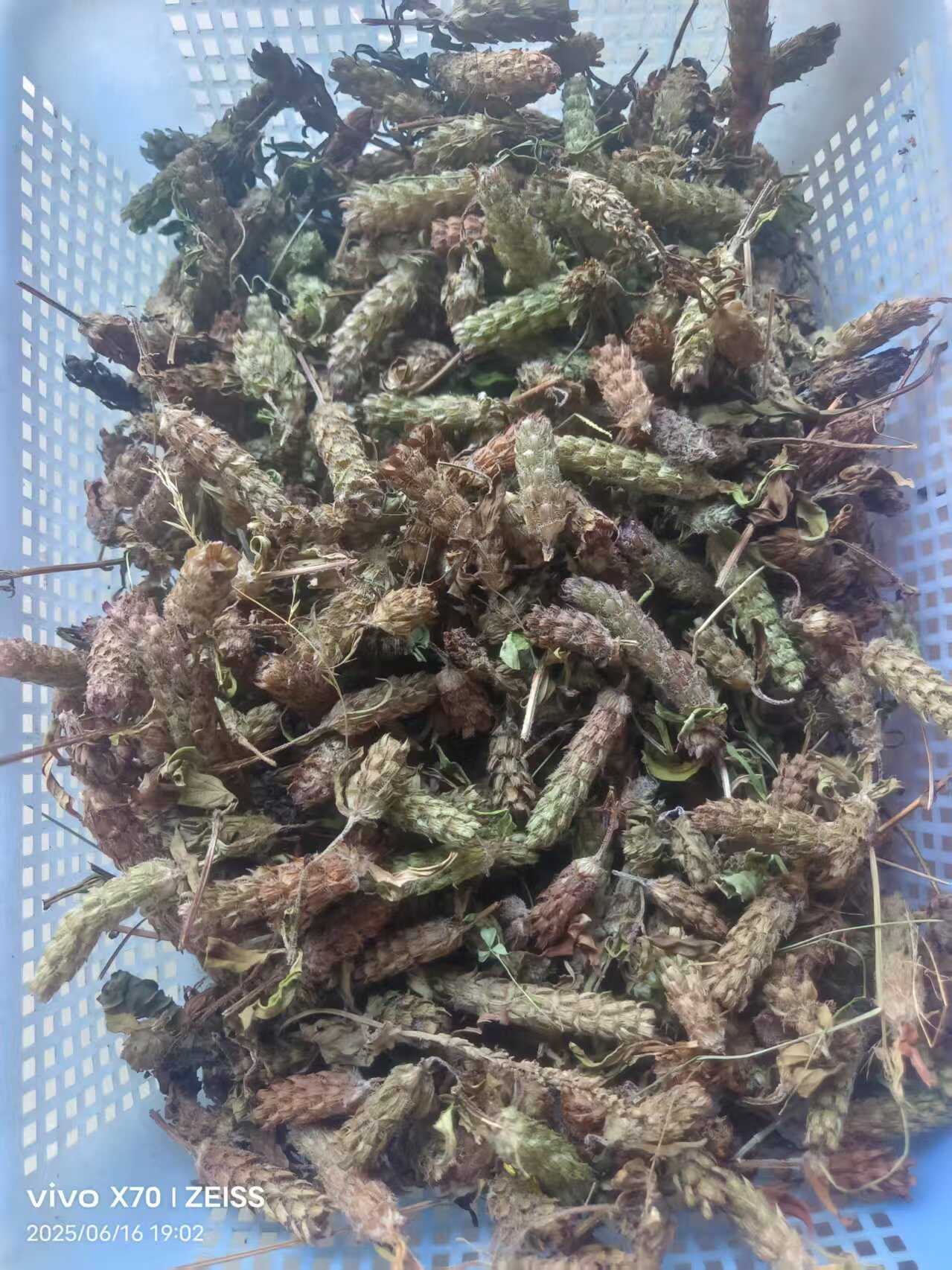 贵州铜仁碧江区优质夏枯草中药材全草类药材批发零售