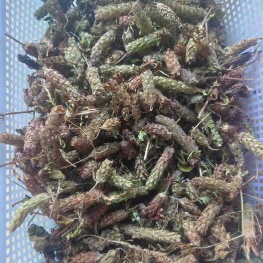 贵州铜仁碧江区优质夏枯草中药材全草类药材批发零售