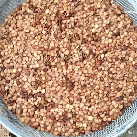 柳州宫粉紫荆种子