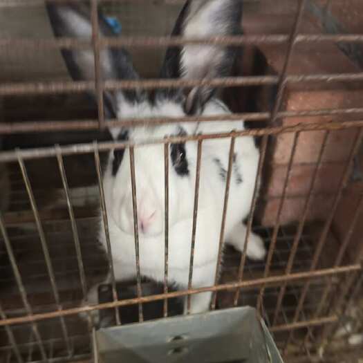仁寿县肉兔