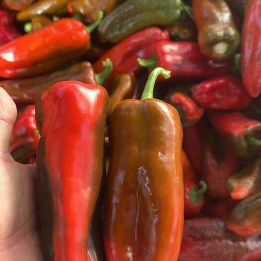 荆州红辣椒泡椒