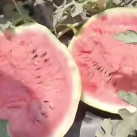 唐山麒麟西瓜批发