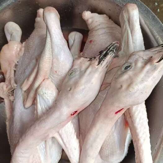 广州地通光鹅