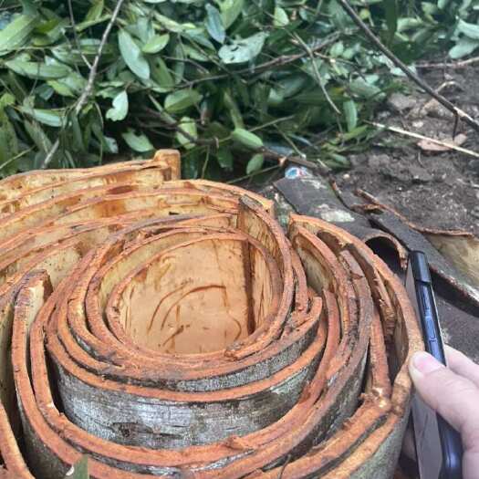 防城港肉桂防城老树桂皮方块