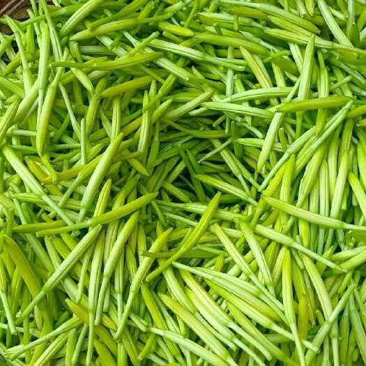 邵东市富强黄花菜，新鲜黄花菜现摘现发金黄鲜嫩，煲汤凉拌超美昧。