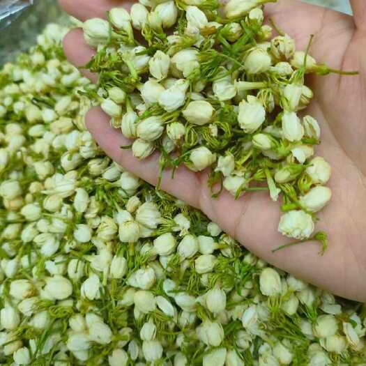 广州#茉莉花新货