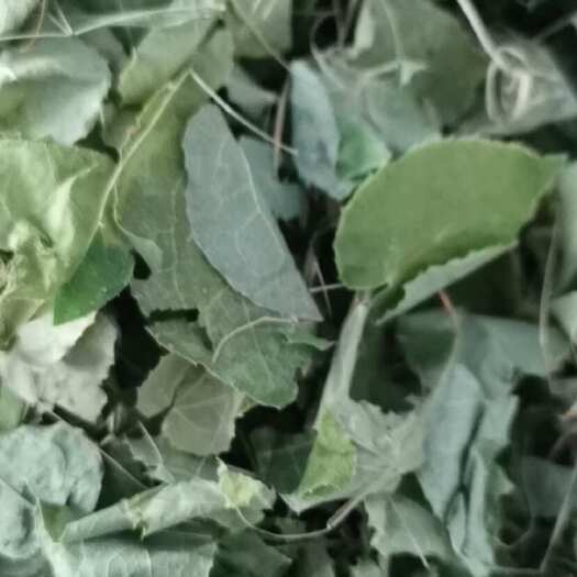 陇南甘肃纯小园叶淫羊藿