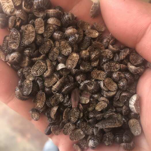 河北邯郸供应干燥中药材鼠妇虫、西瓜虫、品质可靠