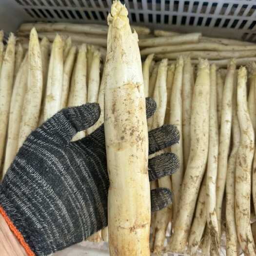 山东菏泽新鲜直供优质白芦笋嫩茎蔬菜